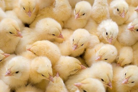 Малоимущим омским селянам бесплатно раздадут полмиллиона цыплят