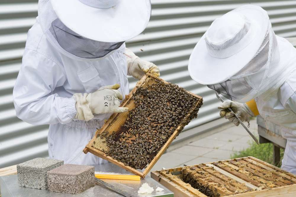 РГАУ-МСХА открыла набор на курсы по пчеловодству