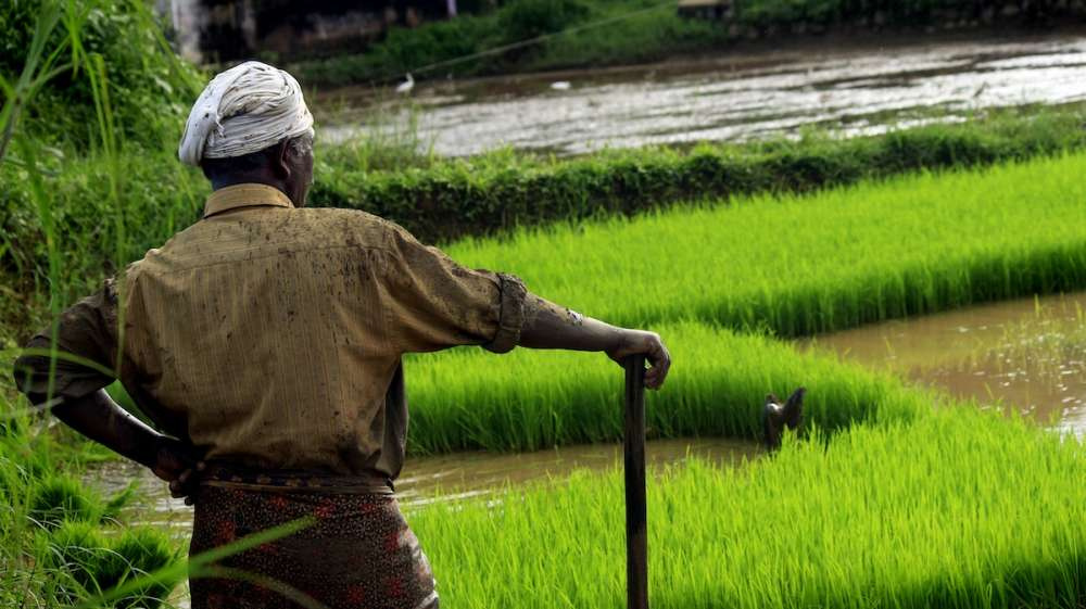 В условиях потепления выращивание риса становится все более неустойчивым