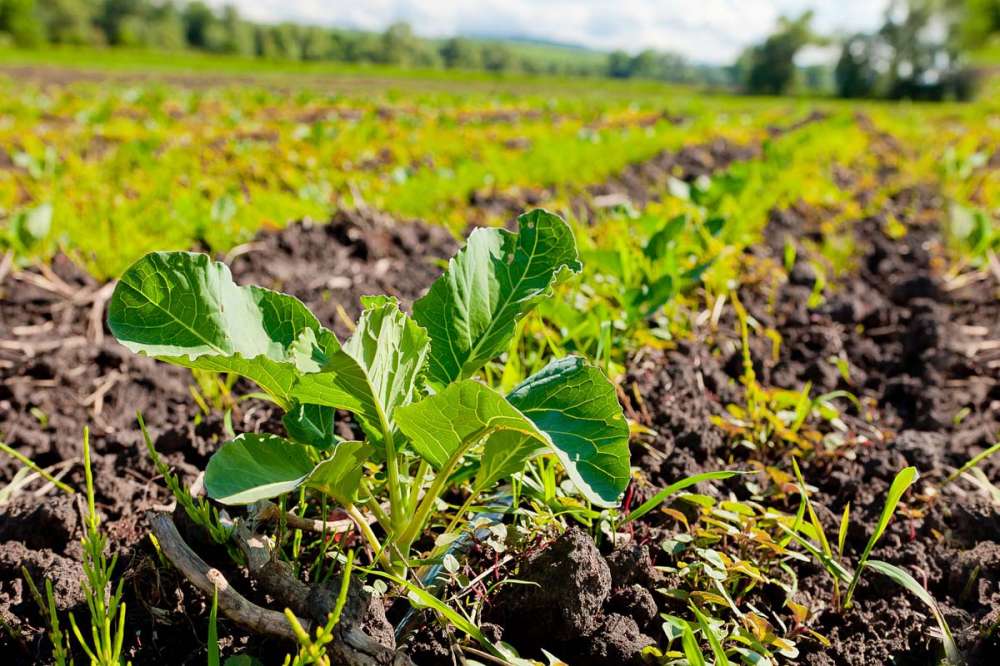 В Свердловской области впервые заложен опыт по органическому земледелию