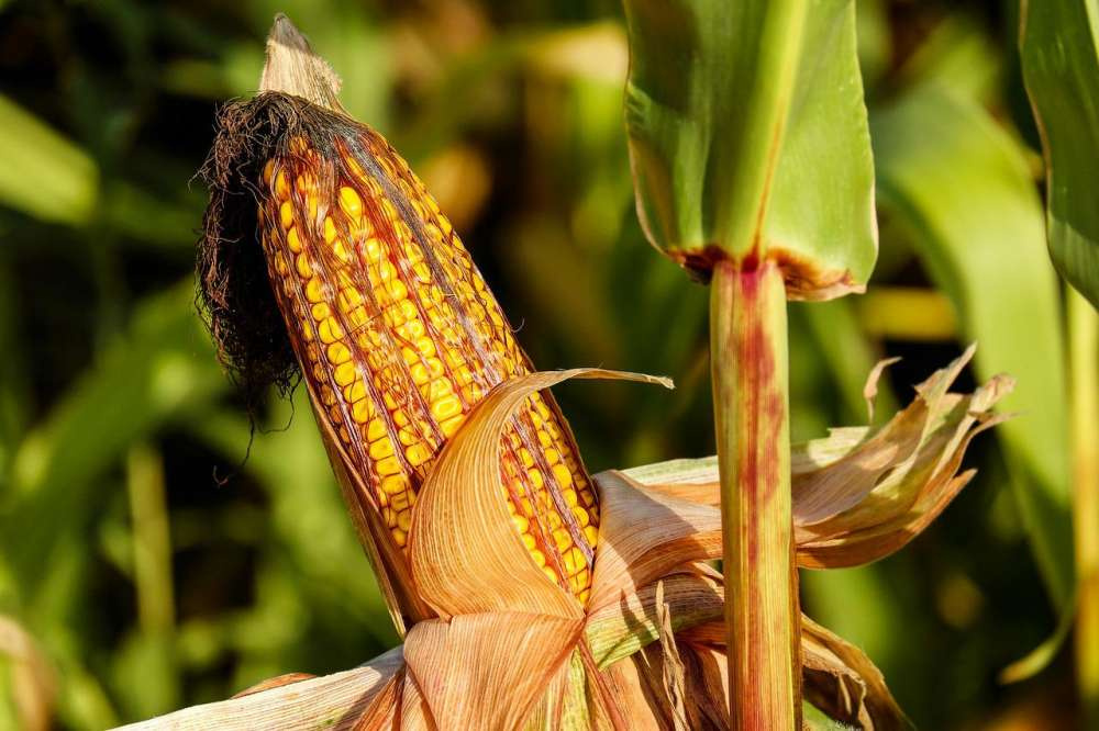 Изменение климата влияет на производство кукурузы