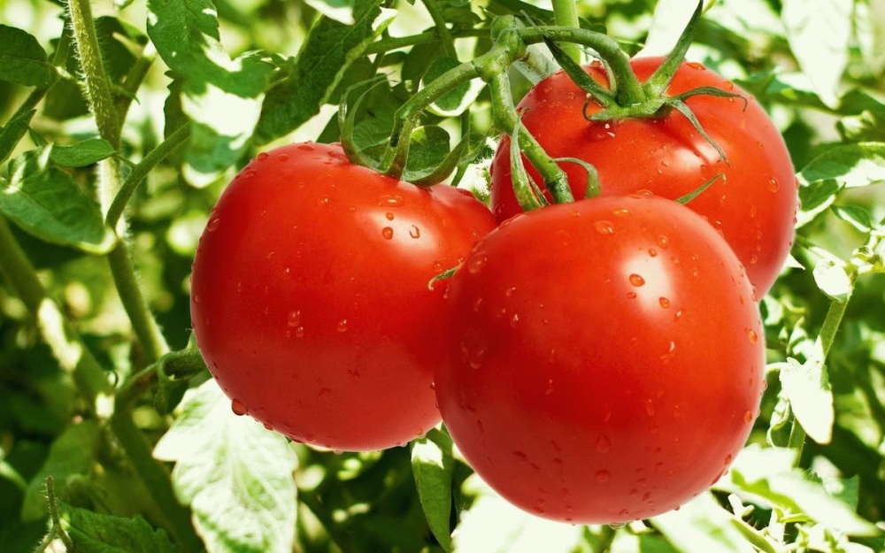 Турецкие экспортеры требуют отмены квоты на импорт томатов в Россию