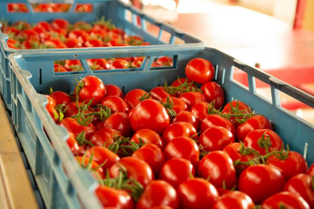 На Россию приходится 83% экспорта плодоовощной продукции Азербайджана