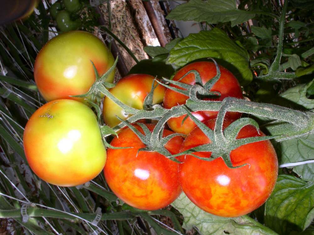 Марокко проверяет своих экспортеров томатов из-за запрета на ввоз в Россию