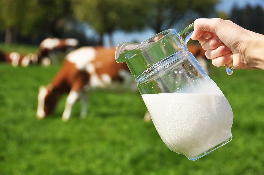 Курс молочного производства