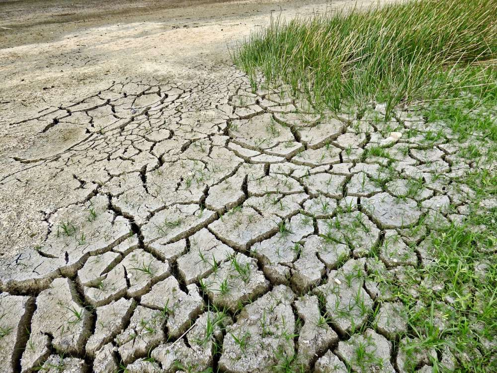 Урожайность сельхозкультур снижается из-за экстремальных климатических условий