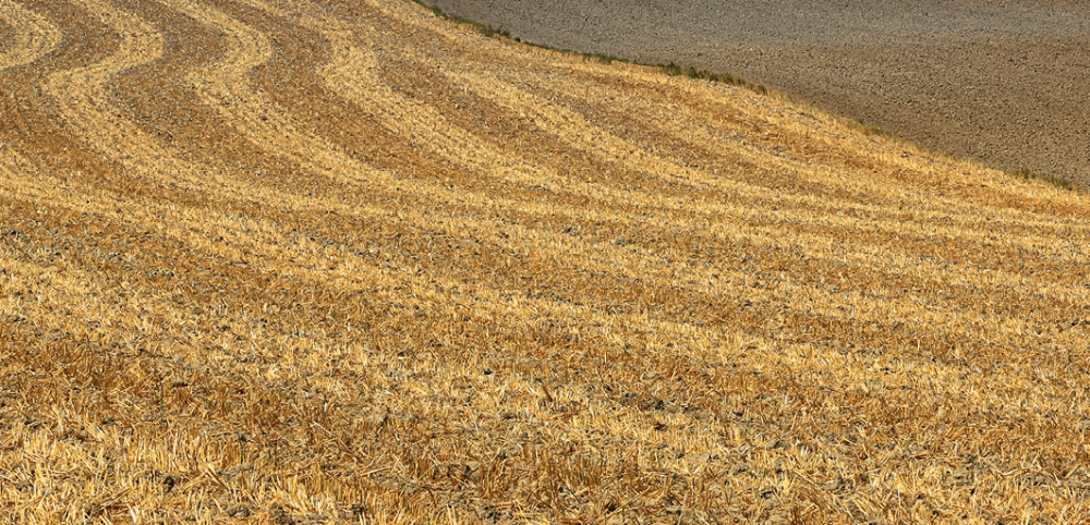 Европа откладывает экологию в сторону ради производства зерна