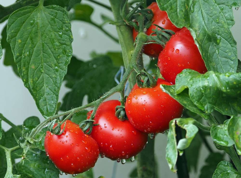 Биологическая защита томатов