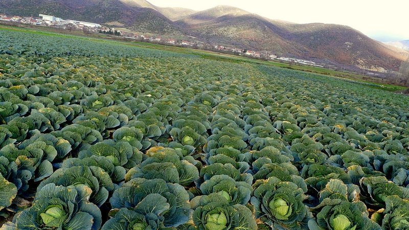 Выращивание капусты: опыт фермеров Дагестана