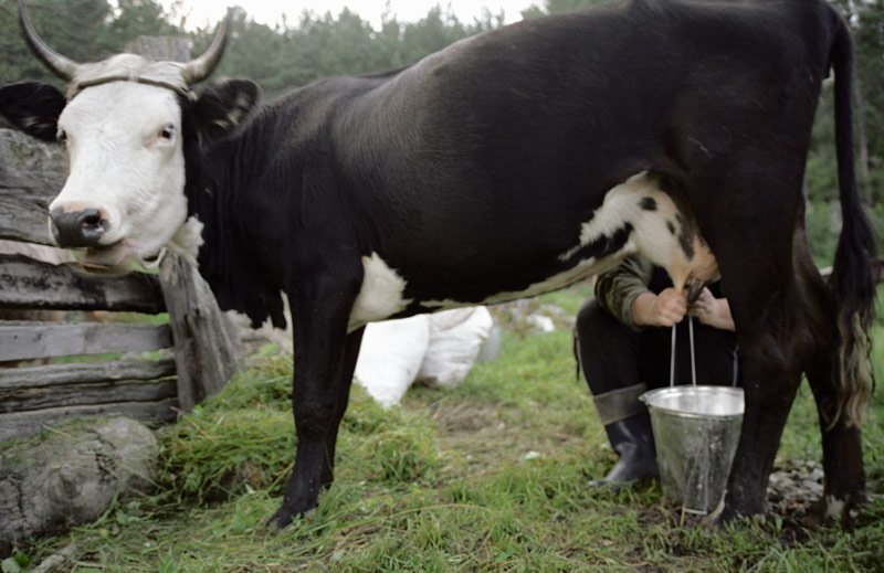 7,5 млрд рублей на реконструкцию молочных ферм