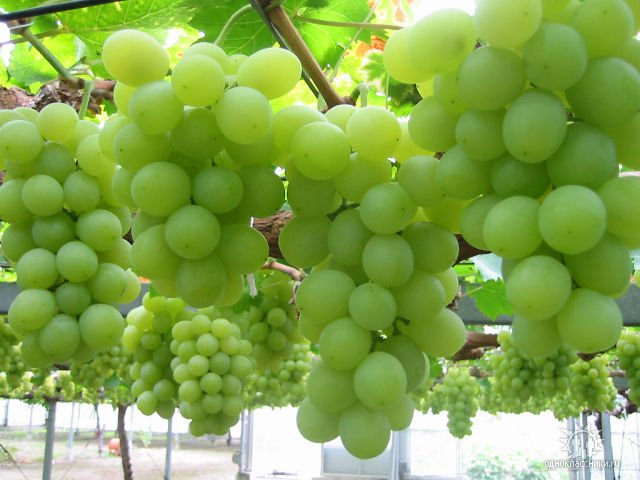 Как заставить виноград плодоносить зимой