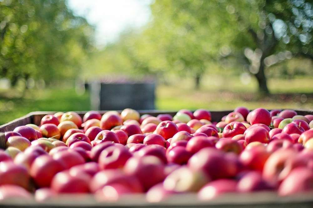 Производство плодово-ягодной продукции в организованном секторе достигнет 2,2 млн тонн к 2025 году