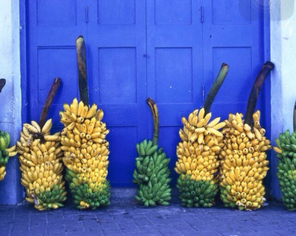 Нашествие грибка: мир без бананов