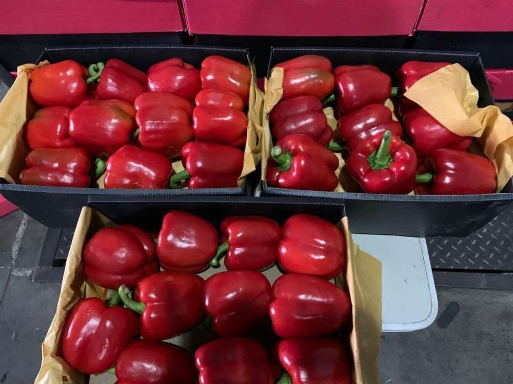 Краснодарские таможенники выявили более тонны санкционного перца из Польши