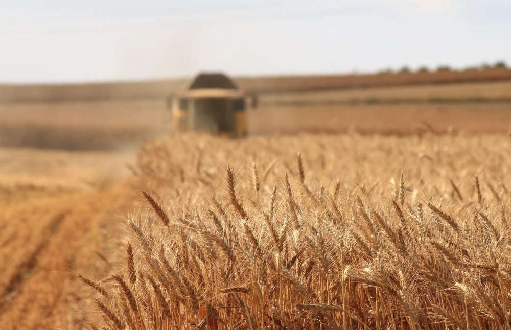 Экспорт украинского зерна отстает от прошлогодних темпов