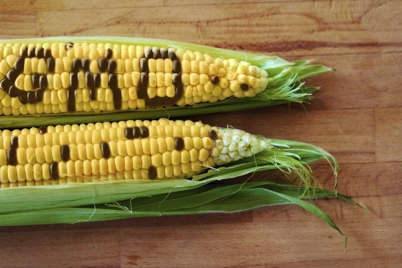 Китай планирует выращивать генномодифицированную кукурузу