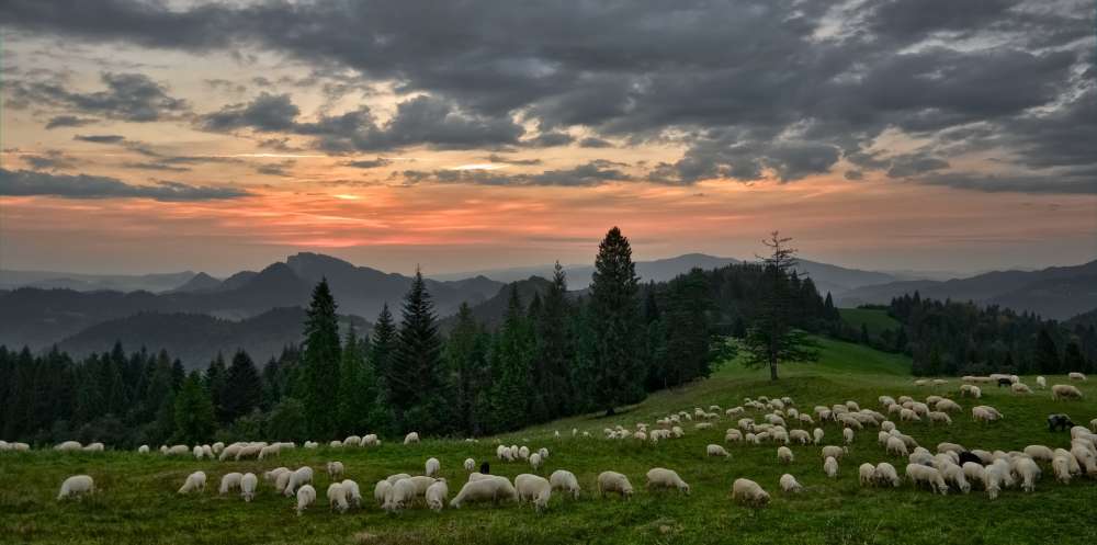 Беспилотники могут быть лучшими пастухами для овец