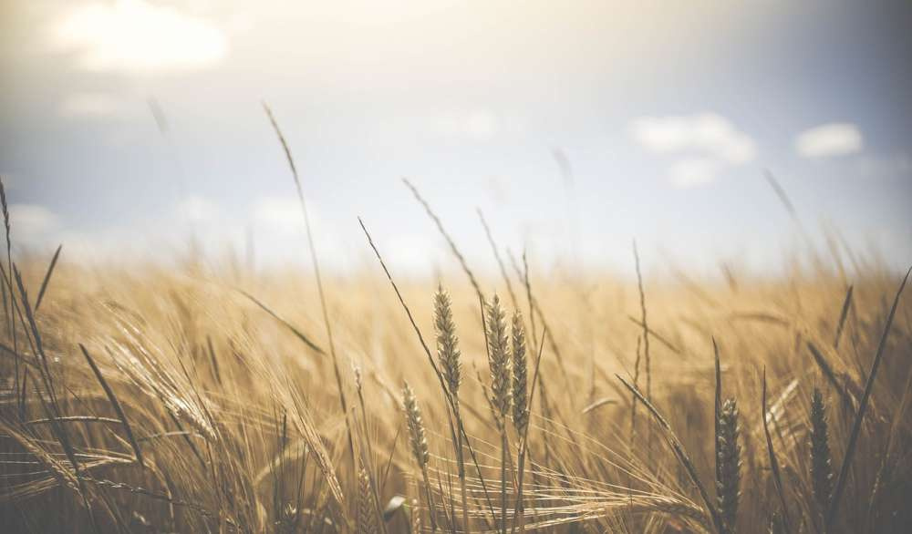 Производство пшеницы в Украине снизится на 21% в сезоне 2023/24