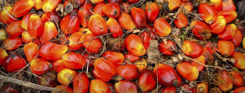 Правительство отменило льготную ставку НДС для фракций пальмового масла