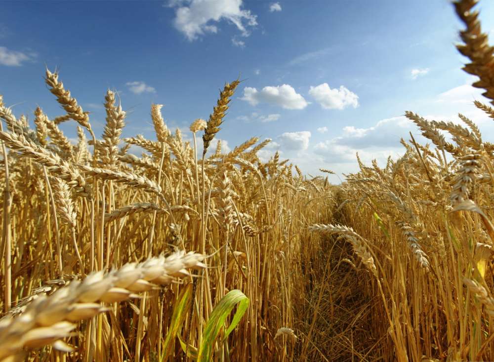 ФГБУ «Центр Агроаналитики» опубликовало ежемесячный обзор рынка зерновых за ноябрь 2020 года