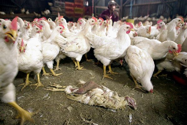 В России продолжают регистрировать вспышки птичьего гриппа и африканской чумы свиней