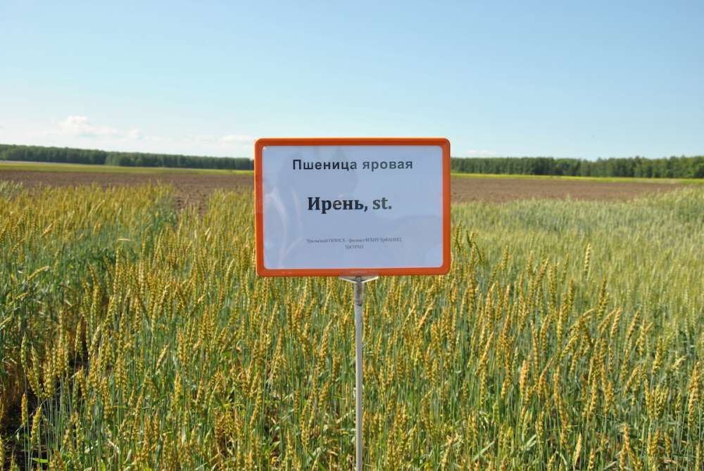 Сорт пшеницы «Ирень» стал лидером по объемам посевных площадей в России