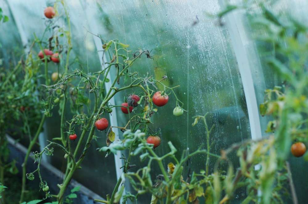 Россельхознадзор может запретить поставки томатов из Туркменистана из-за вирусов