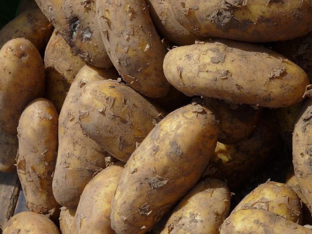 Ученые близки к решению проблемы главных болезней картофеля