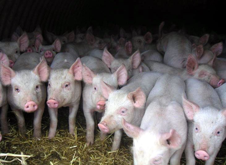 Из-за вспышки АЧС в Воронежской области уничтожат более 40 тыс свиней