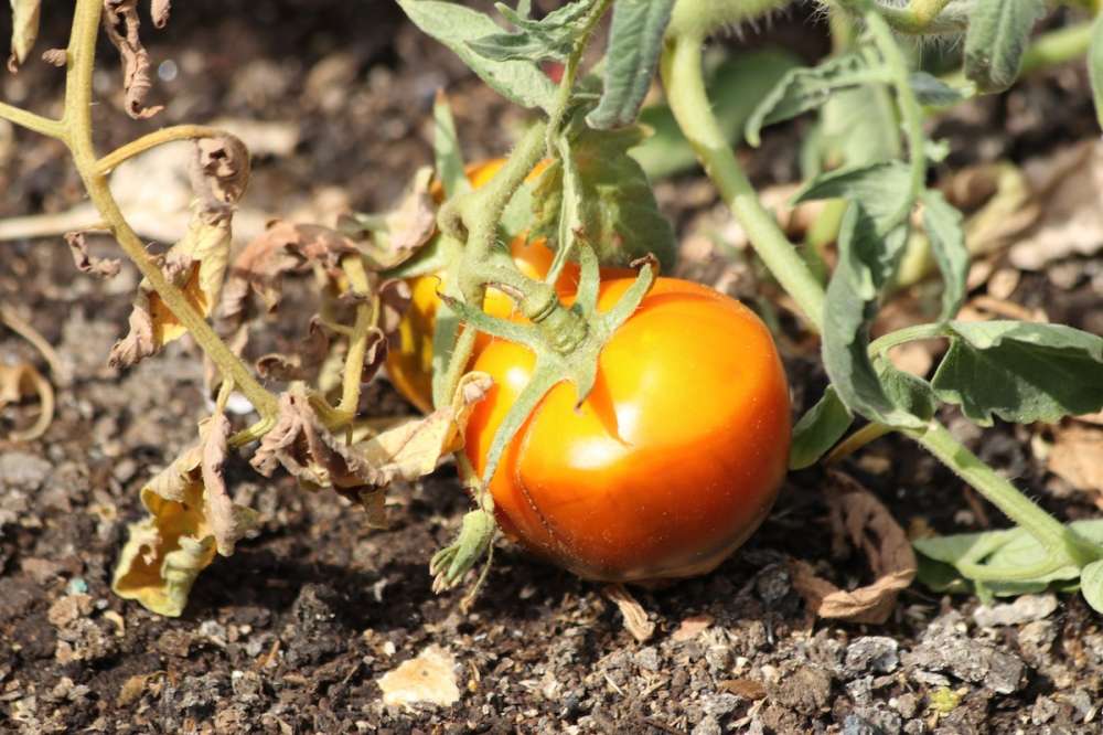 Защита в поле — исследование эффективности некоторых фунгицидов в борьбе с фитофторозом на томатах в открытом грунте