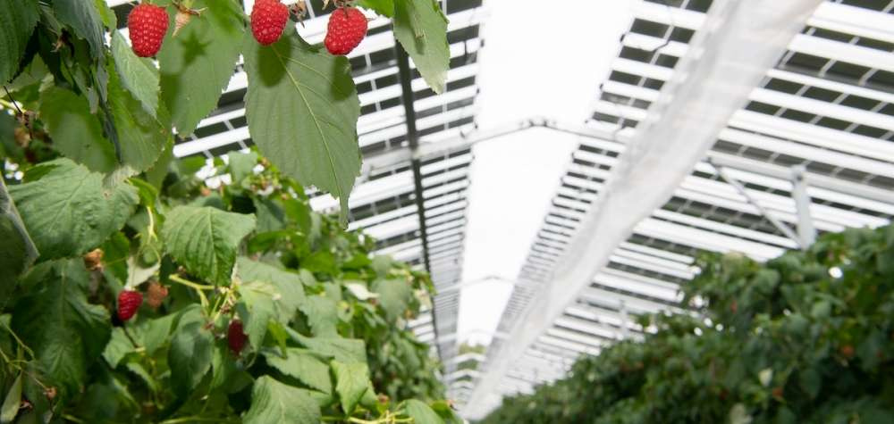 В Европе начали строить крупнейшую солнечную электростанцию, накрывающую ягодные посадки