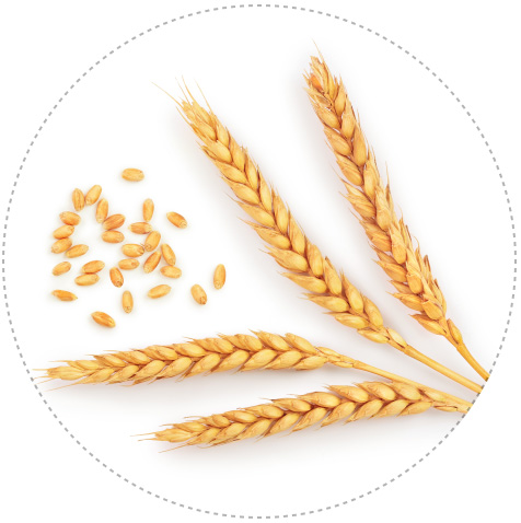 Bayer предлагает современные препараты для защиты яровой пшеницы — «Солигор» и «Прозаро»