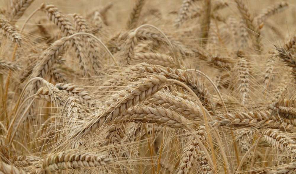 Обработка семян и посевов яровой пшеницы — опыты Казанского ГАУ