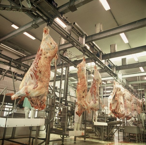 Доклад: Производство и переработка продукции животноводства