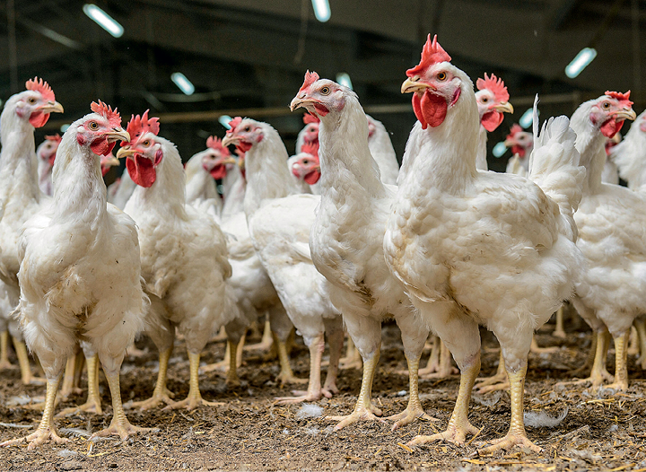 Пресс для производства мяса птицы механической обвалки — новая разработка российских ученых