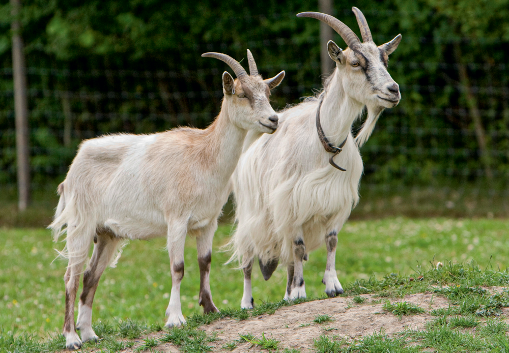 Заболевания копытец у коз: причины, профилактика и лечение