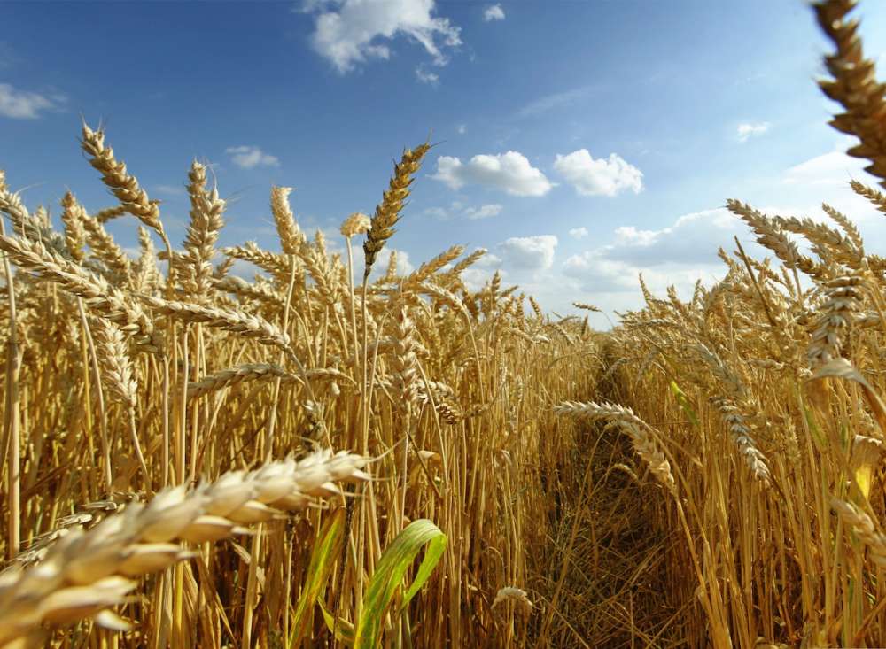 Минсельхоз США оценивает производство пшеницы в России в сезоне 2020/21 в 76,5 млн тонн