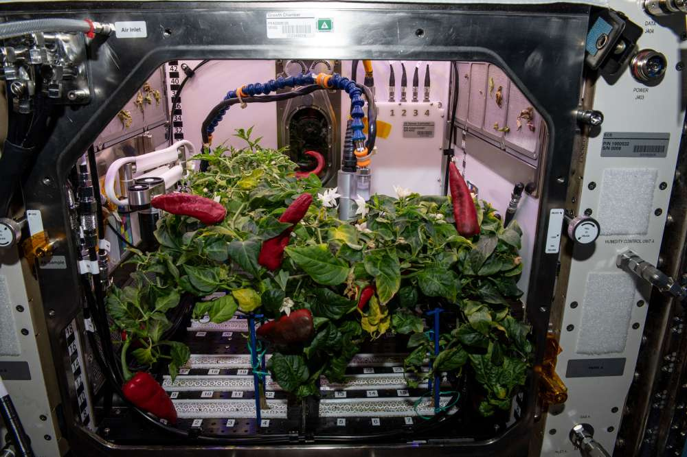 Второй урожай перца НАСА установил рекорд на МКС