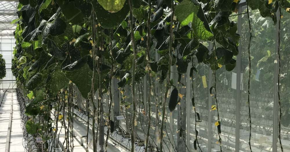 Урожай овощей в зимних теплицах в 2022 году достиг рекордных 1,5 млн тонн