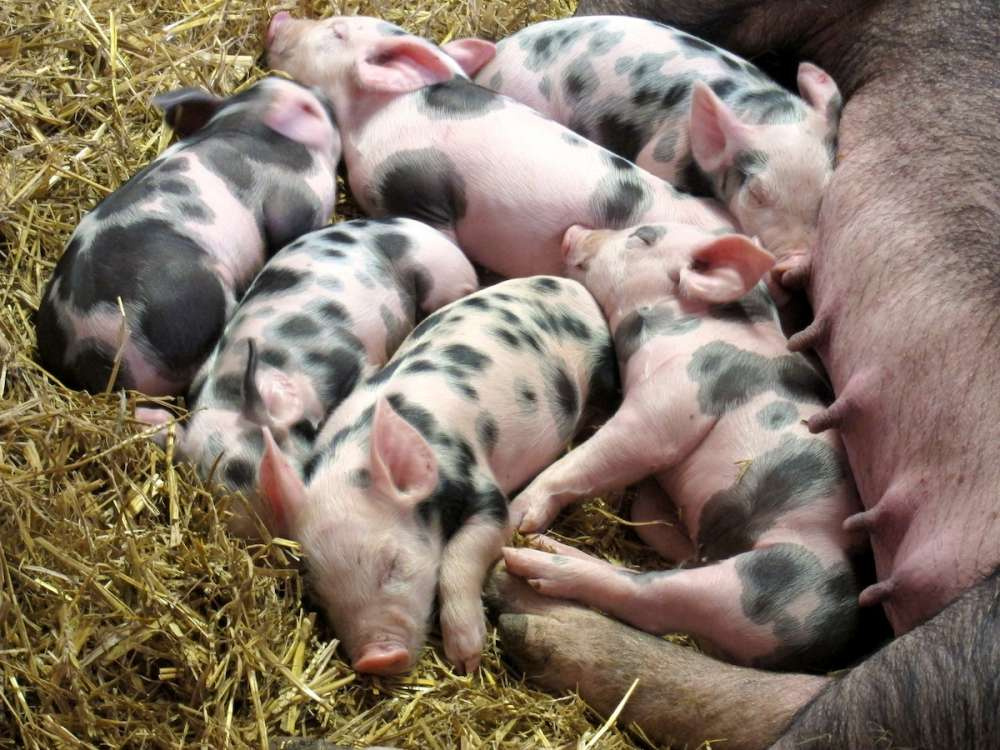 Бета-глюкан улучшает показатели роста и здоровья свиней-отъемышей