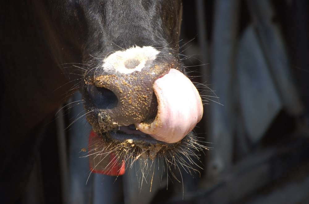 Голштинская корова побила мировой рекорд по количеству произведенного молока