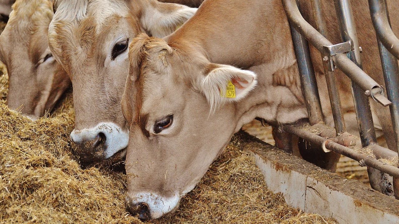 ГК «ЭФКО» представила новую кормовую добавку для сельхозживотных