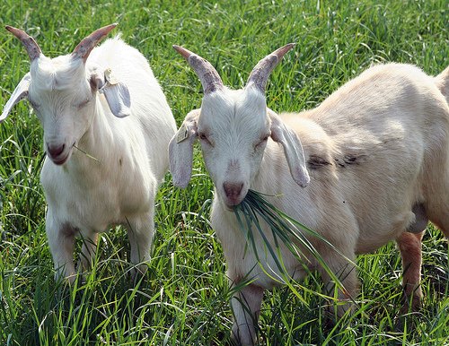 В Башкирии фермеров, выращивающих коз, поддержат материально