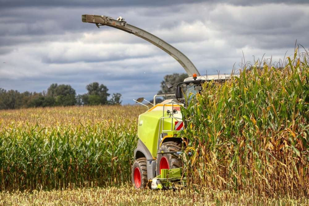 Урожай кукурузы в России в сезоне 2022/23 вырос на 4% — FAS USDA