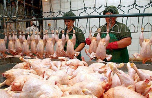 Импорт свинины и курятины уменьшится втрое