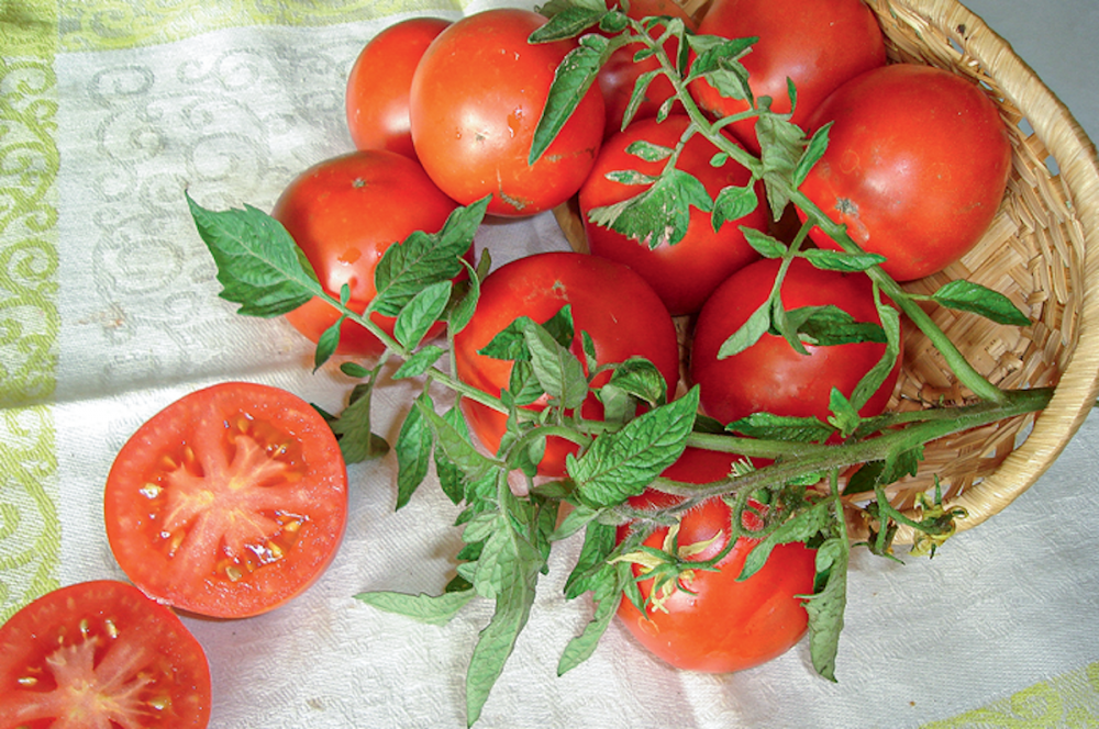 Селекция на скороспелость: некоторые аспекты возделывания томатов воткрытом грунте