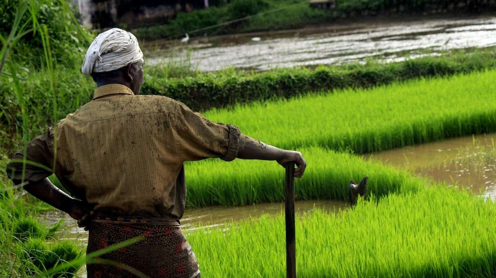 Запрет на экспорт риса из Индии вызвал реакцию на мировых рынках