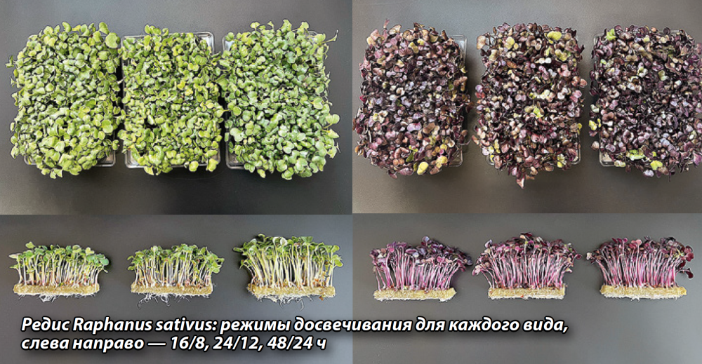 Аномальные циклы
