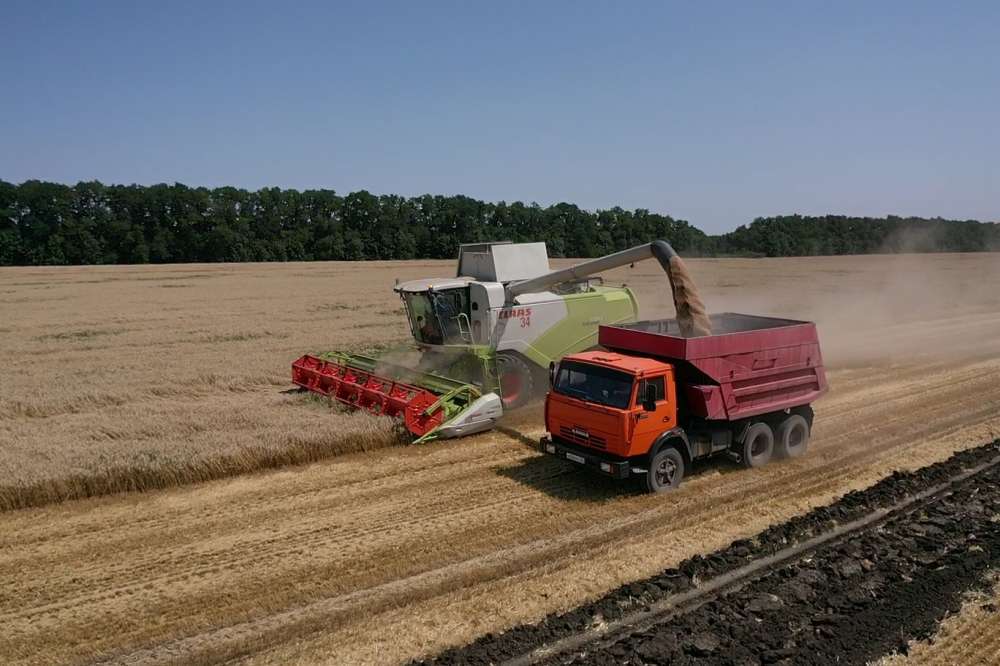 Выгоды фосфора: способы оптимизации системы минерального питания озимой пшеницы в условиях Краснодарского края