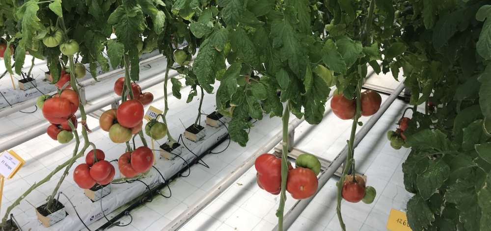Новая модель предсказывает, как стратегия выращивания томатов влияет на вкус